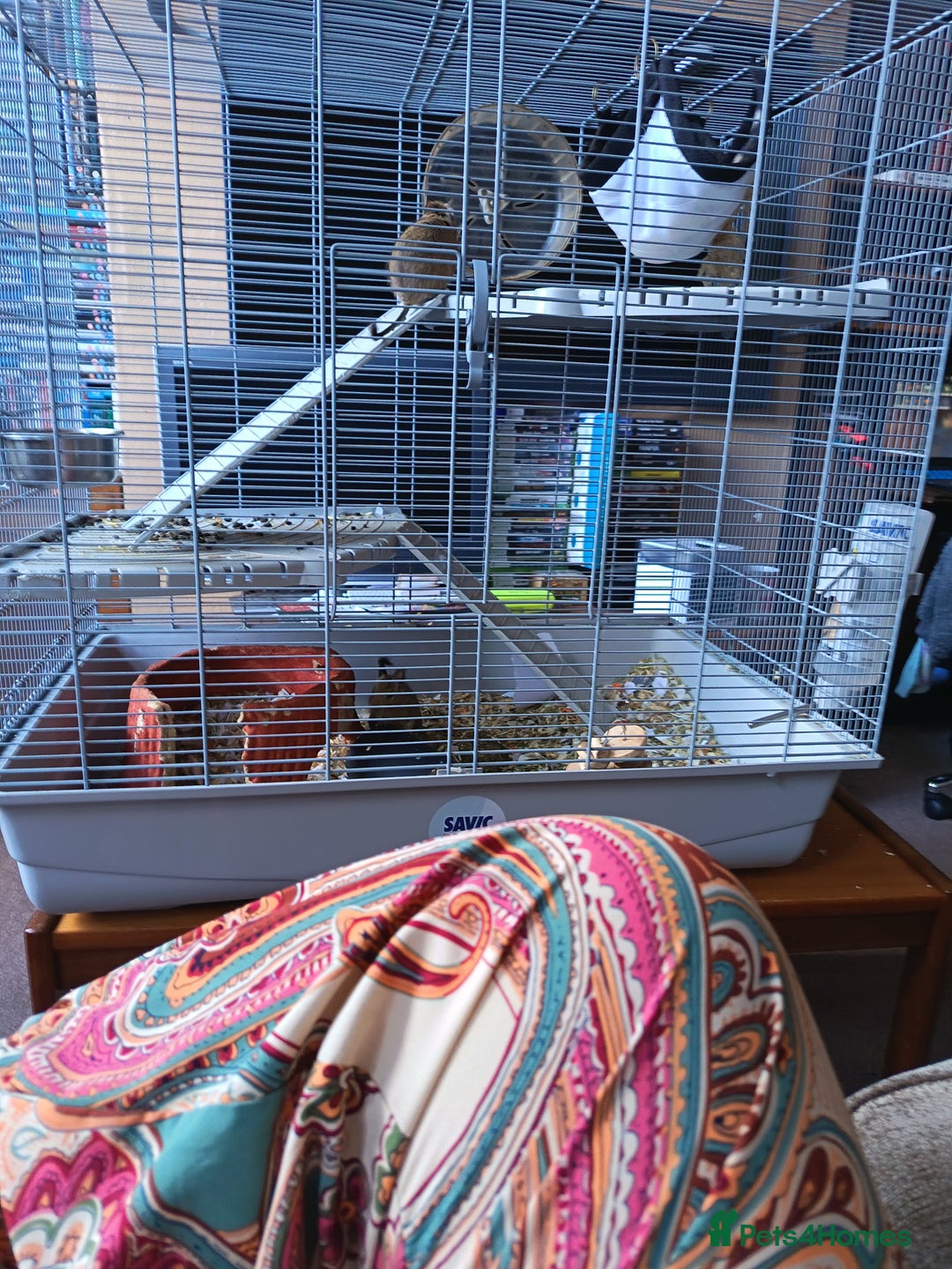 Degus rodents for sale: Degus and cage  - Image 1