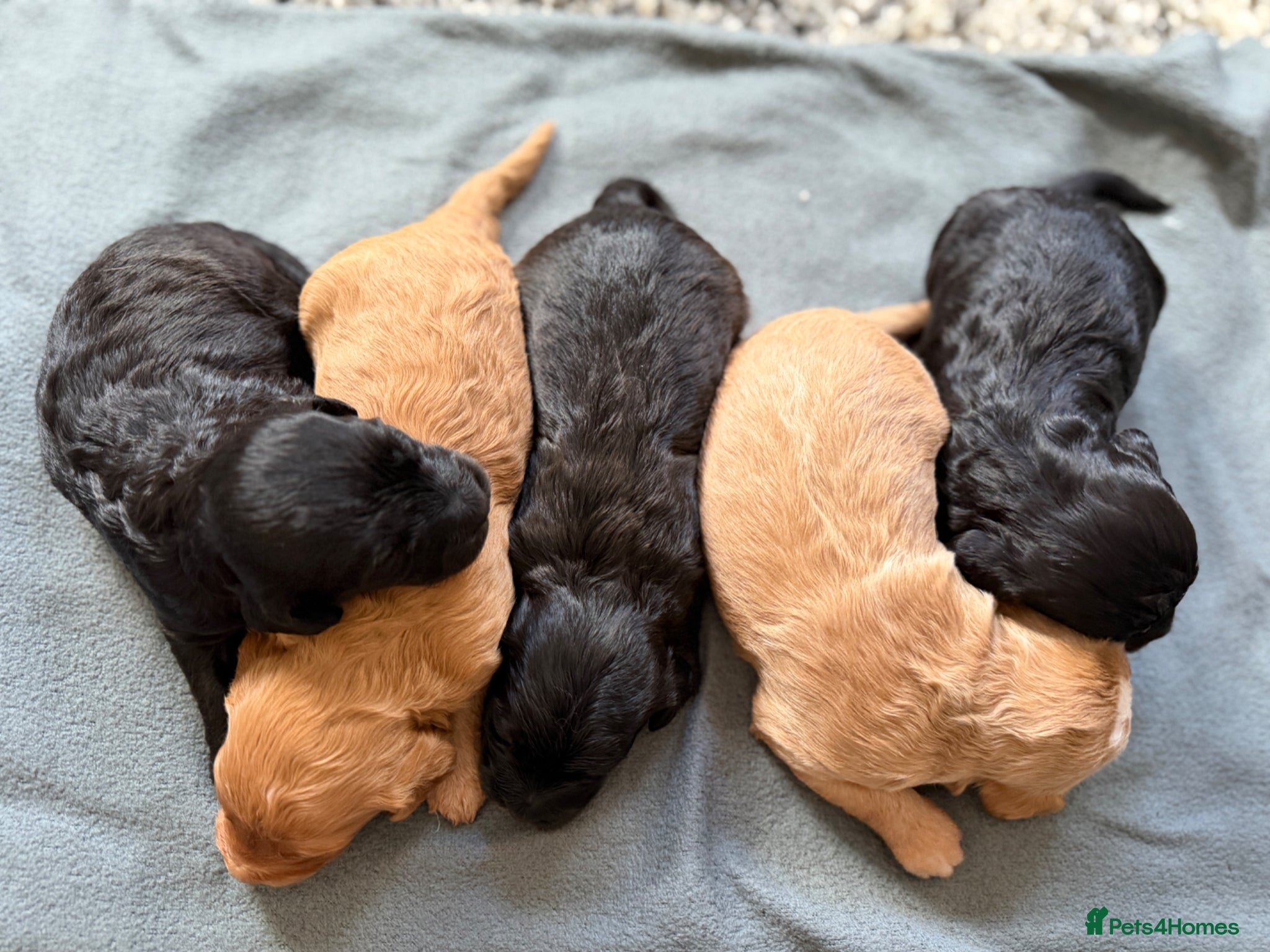 Cockapoo dogs for sale: STUNNING F1 cockapoo puppies  - Advert 8