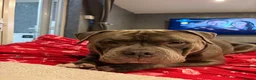Cane Corso dogs for sale: Beautiful Cane Corso x Pocket Bully Male - Advert 2