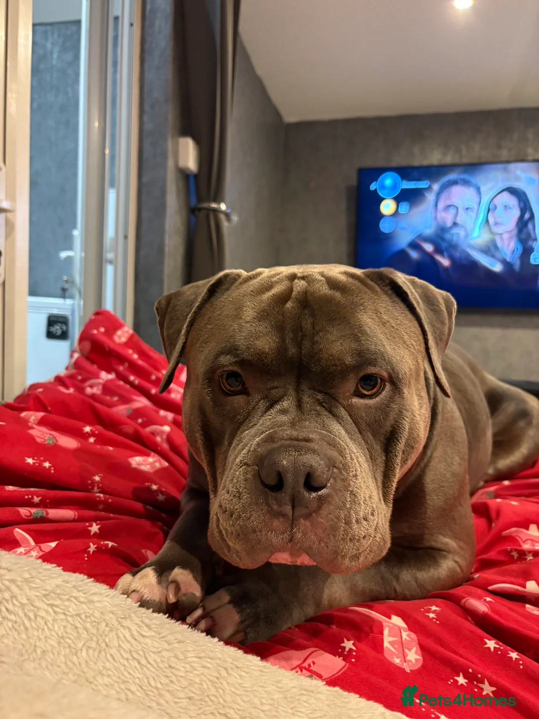 Cane Corso dogs for sale: Beautiful Cane Corso x Pocket Bully Male - Advert 2