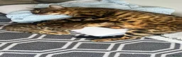 Bengal cats for sale: Stunning TICA Registered Bengal Boy  - Advert 10