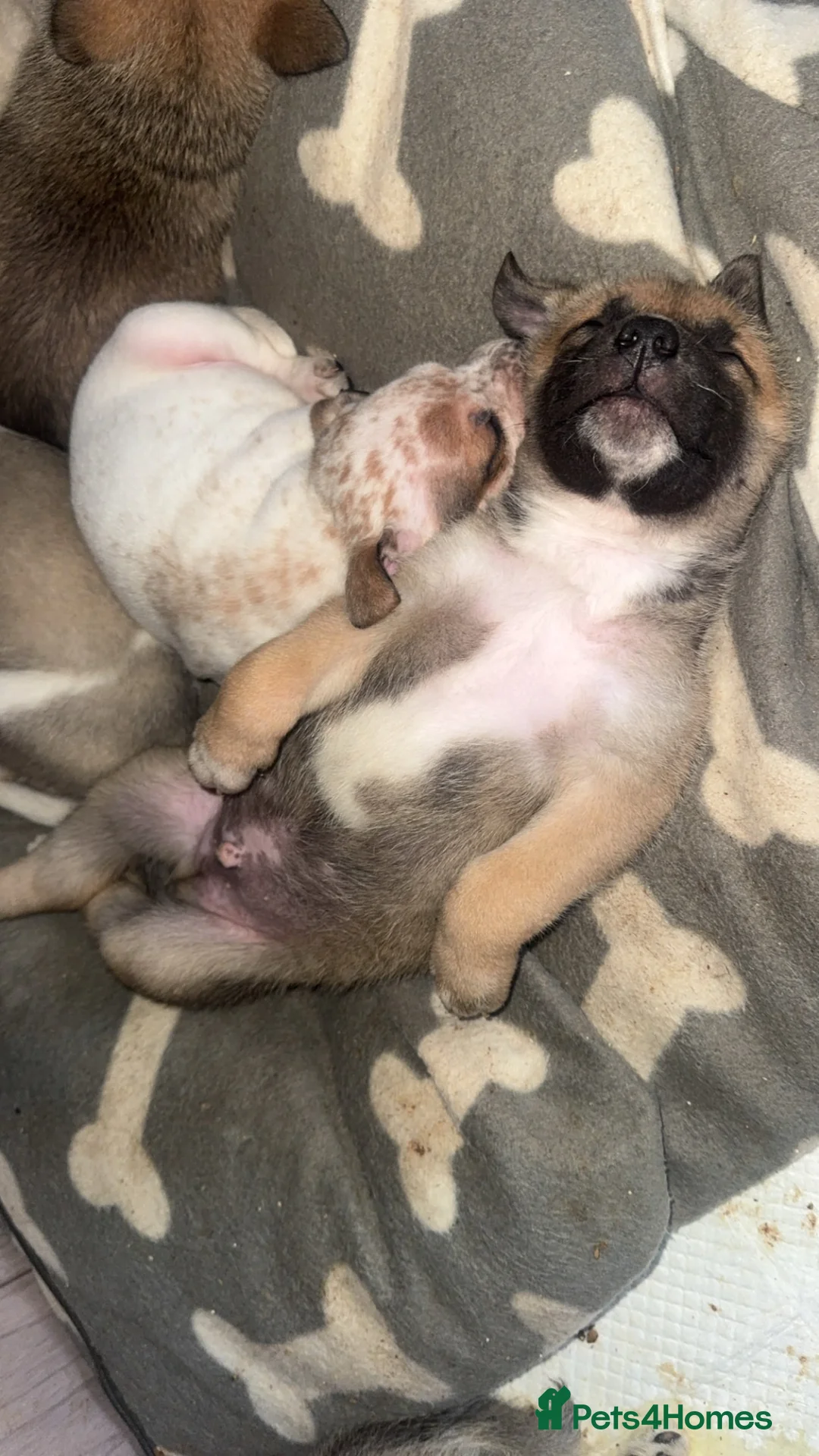 Mixed Breed dogs for sale: Akita cross  - Advert 8
