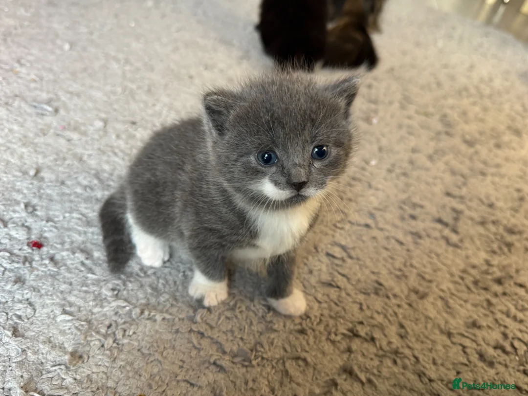 Mixed Breed cats for sale: British Blue x Long Haired Domestic Tabby kittens  - Advert 1