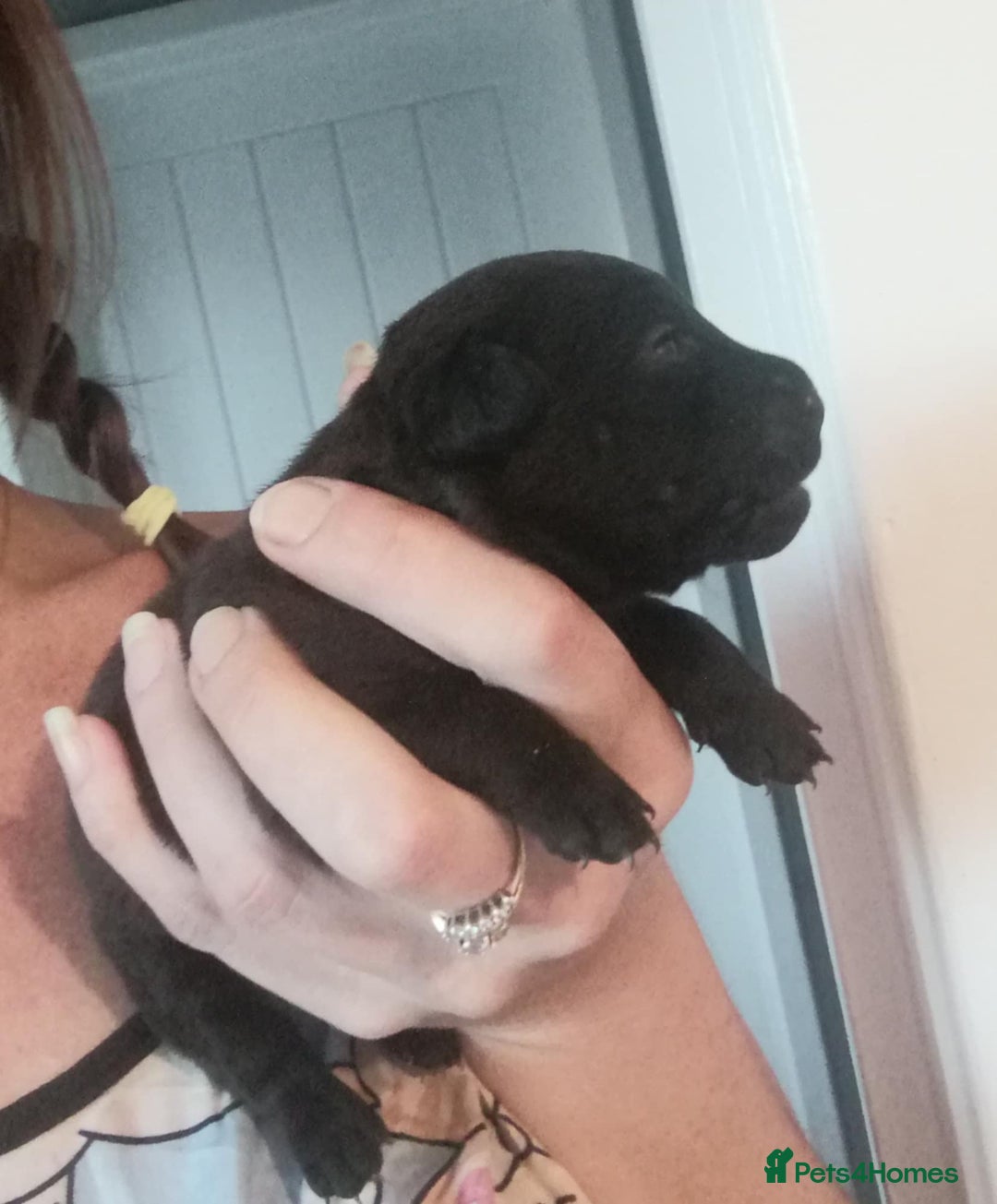 Patterdale Terrier dogs for sale: 2 beautiful female Patterdale pups  - Image 7