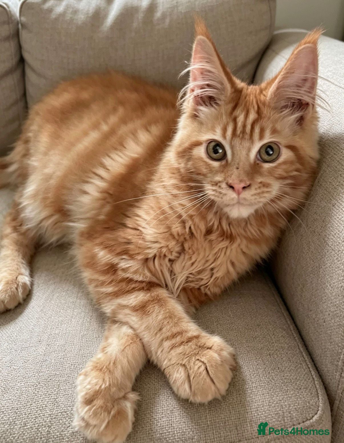 Maine Coon cats Ginger Maine Coon kitten Male - Advert 4