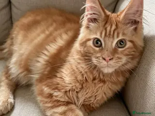 Maine Coon cats Ginger Maine Coon kitten Male - Advert 4