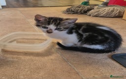 Mixed Breed cats for sale: Adorable 7 Mixed Breed Kittens 🐾 - Image 17