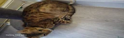 Bengal cats for sale: 1 beautiful female bengal kitten  - Advert 4