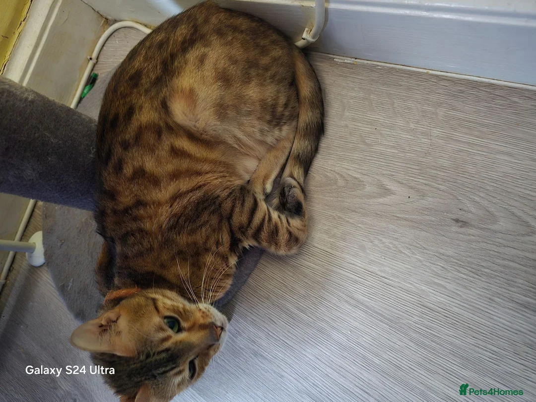 Bengal cats for sale: 1 beautiful female bengal kitten  - Advert 4