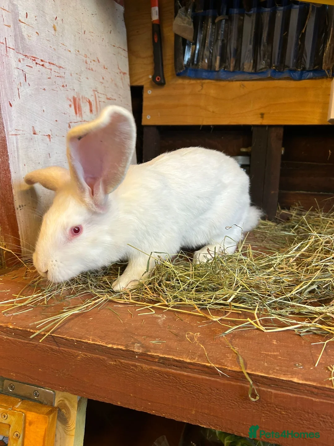 Mixed Breed rabbits for sale: Continental Giant baby bunnie in Wallingford - Advert 2