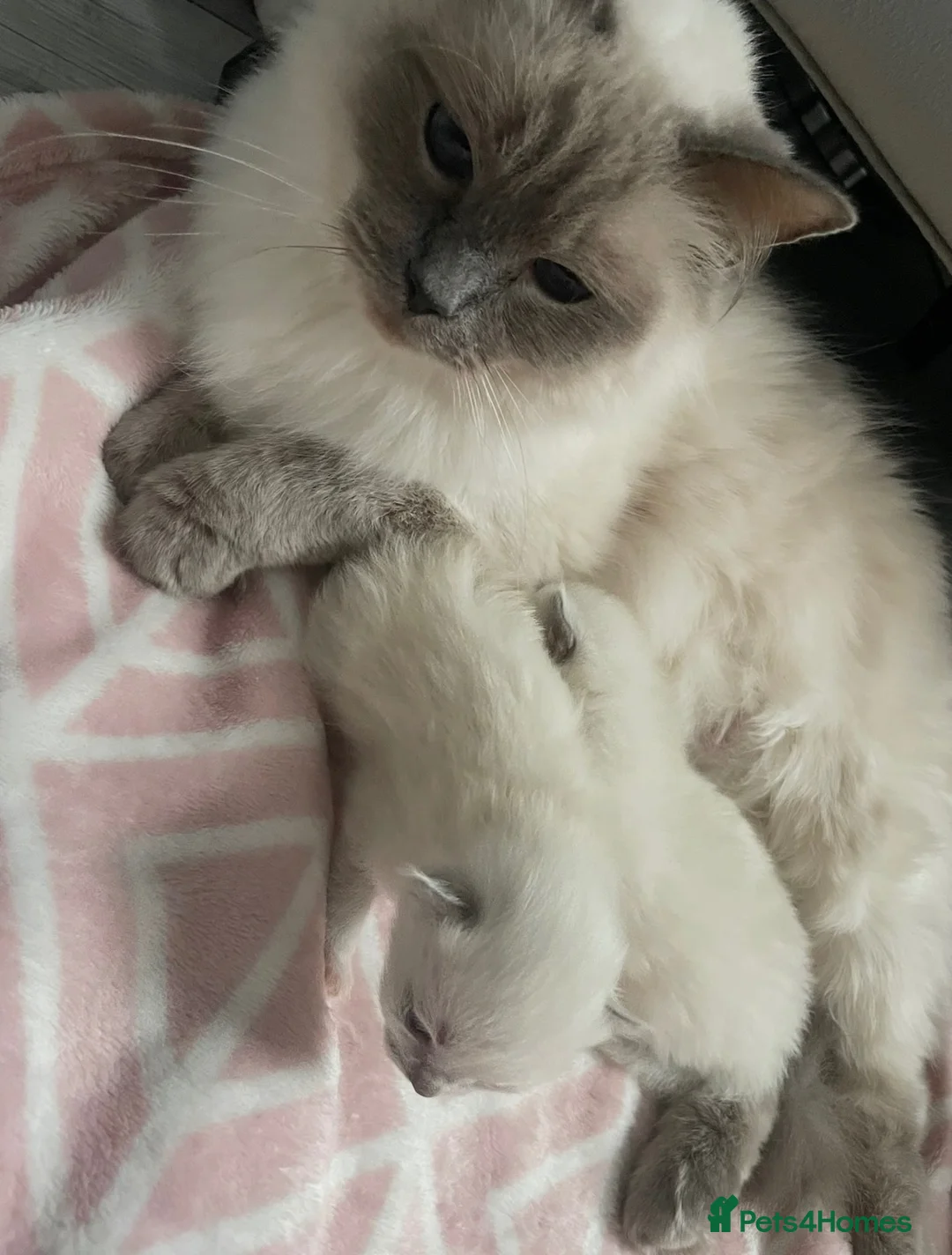 Ragdoll cats for sale: GCCF pedigree ragdolls  - Advert 1