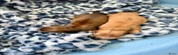 Miniature Dachshund dogs for sale: Champion Lines Minature Dachshunds - Advert 3