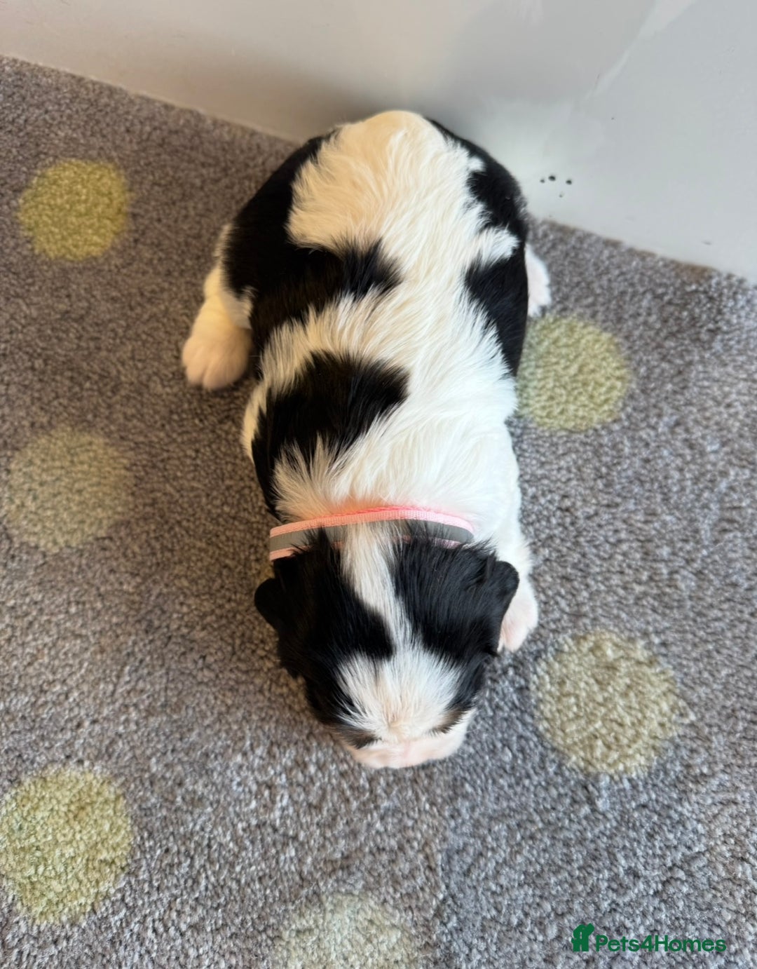 Cavalier King Charles Spaniel dogs for sale: Health tested cavalier King Charles  - Image 13
