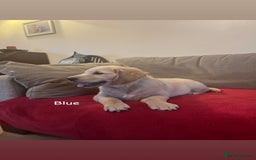 Golden Retriever dogs for sale: Beautiful KC Registered Golden Retriever Puppies  - Image 6