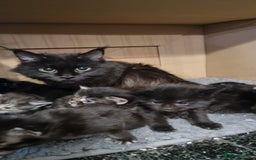Maine Coon cats for sale: Pedigree Maine Coon Kittens for sale  - Image 4