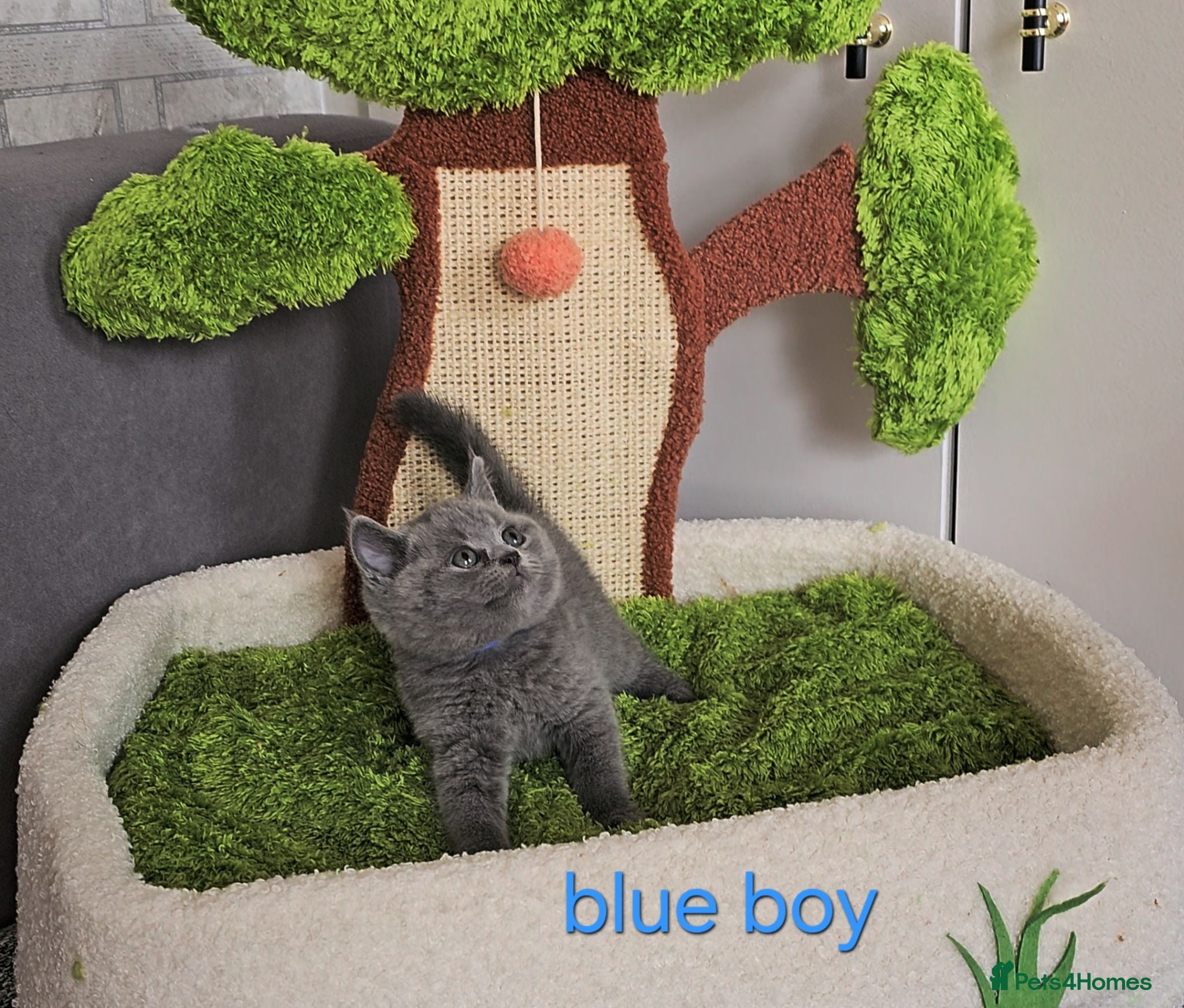 British Shorthair cats British Shorthair kitten - Advert 14