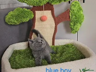 British Shorthair cats British Shorthair kitten - Advert 14
