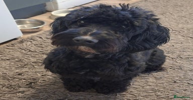 Cockapoo dogs - Advert 10