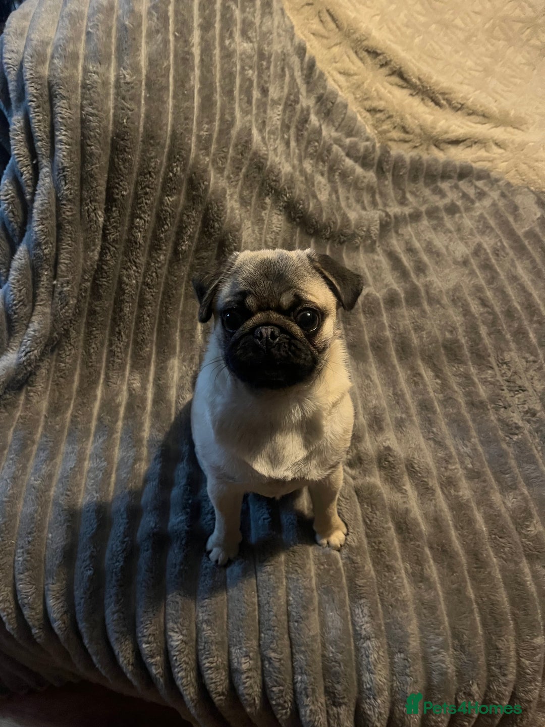 Pug dogs for sale: Lovable friendly Pug looking for her 5 star home  - Advert 4