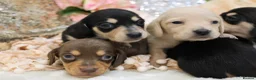 Miniature Dachshund dogs for sale: KC Miniature Dachshund Puppies - Advert 23
