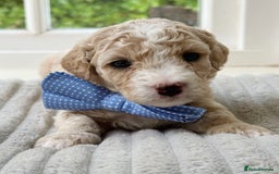 Cavapoochon dogs for sale: Cavapoochon puppies  - Image 2