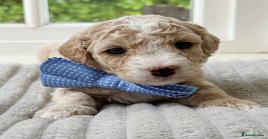 Cavapoochon dogs - Advert 3