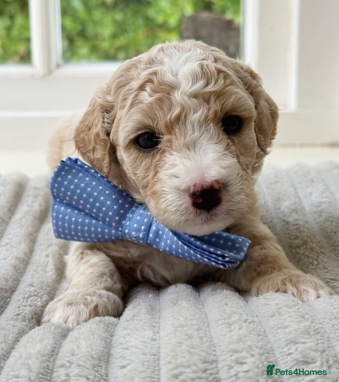 Cavapoochon dogs for sale: Cavapoochon puppies  - Image 2
