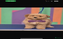 Maltipoo dogs for sale: Stunning Red Maltipoo Boys 🐶  - Image 19