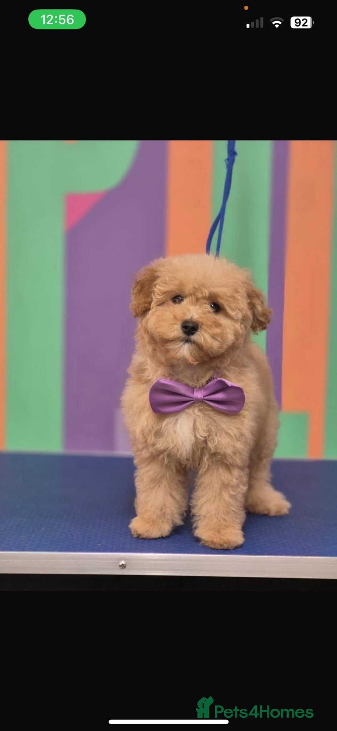 Maltipoo dogs for sale: Stunning Red Maltipoo Boys 🐶  - Image 19