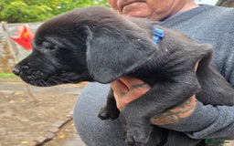 Labrador Retriever dogs for sale: Labrador puppies 3 boys ready to go 8th August  - Image 4