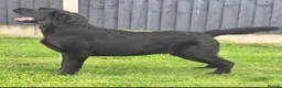 Labrador Retriever dogs for sale: 10 Month Old Labrador Female. - Advert 3