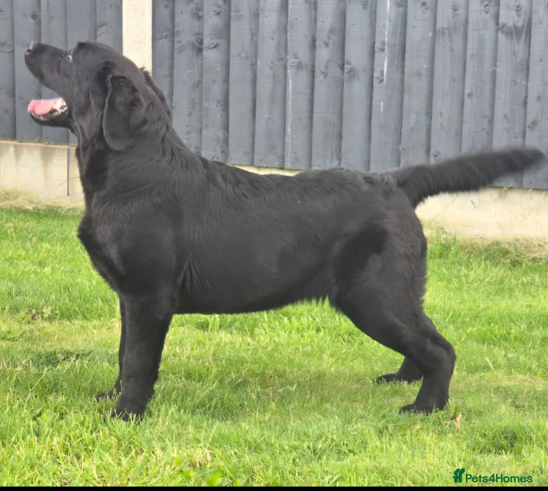 Labrador Retriever dogs for sale: 10 Month Old Labrador Female. - Advert 3