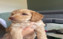 Cockapoo dogs for sale: 4 beautiful cockapoo puppies can be now be viewed  - Image 6