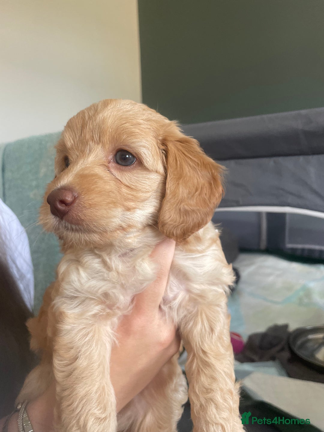 Cockapoo dogs for sale: 4 beautiful cockapoo puppies can be now be viewed  - Image 6