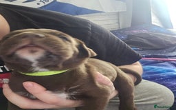 Mastiff dogs for sale: Mastiff Hybrids  - Image 13