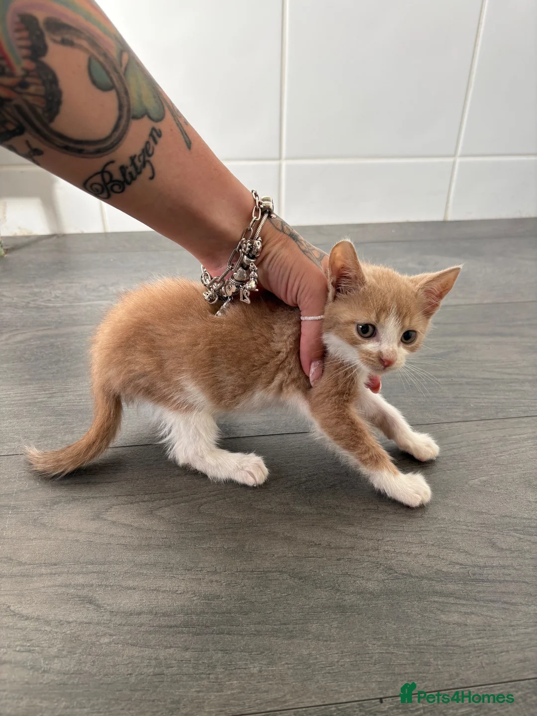 Mixed Breed cats for sale: Kittens for sale - Advert 3