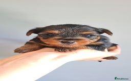 Yorkshire Terrier dogs for sale: Beautiful natured Yorkshire Terrier - Image 2