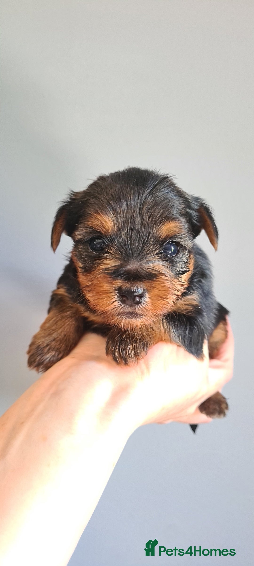 Yorkshire Terrier dogs for sale: Beautiful natured Yorkshire Terrier - Image 2