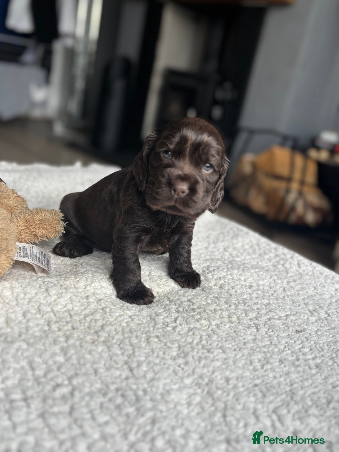 Cocker Spaniel dogs for sale: 🐾[Simbawood Lines]KC Show Cocker Spaniels🐾 - Advert 9