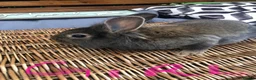 Lionhead rabbits for sale: Gorgeous fluffy Lionhead babies ready now - Advert 5