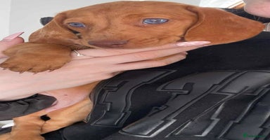Dachshund dogs - Advert 5