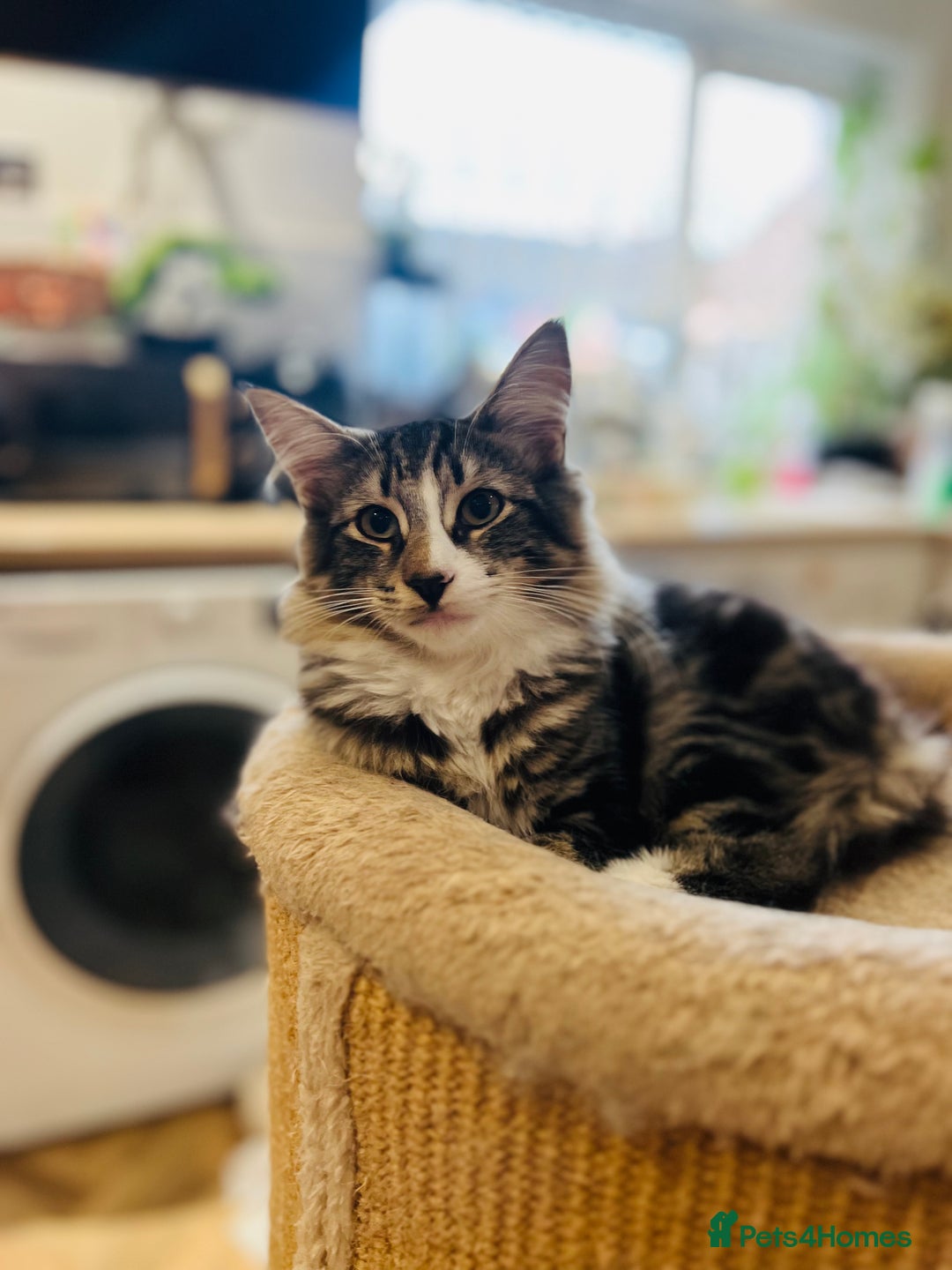 Norwegian Forest Cat cats for sale: Full FIFe pedigree Norwegian Forest Kittens  in Normanton - Image 3