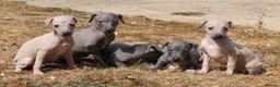 Italian Greyhound dogs for sale: Ready now, only 1 left. KC Reg Italian Greyhound - Advert 9