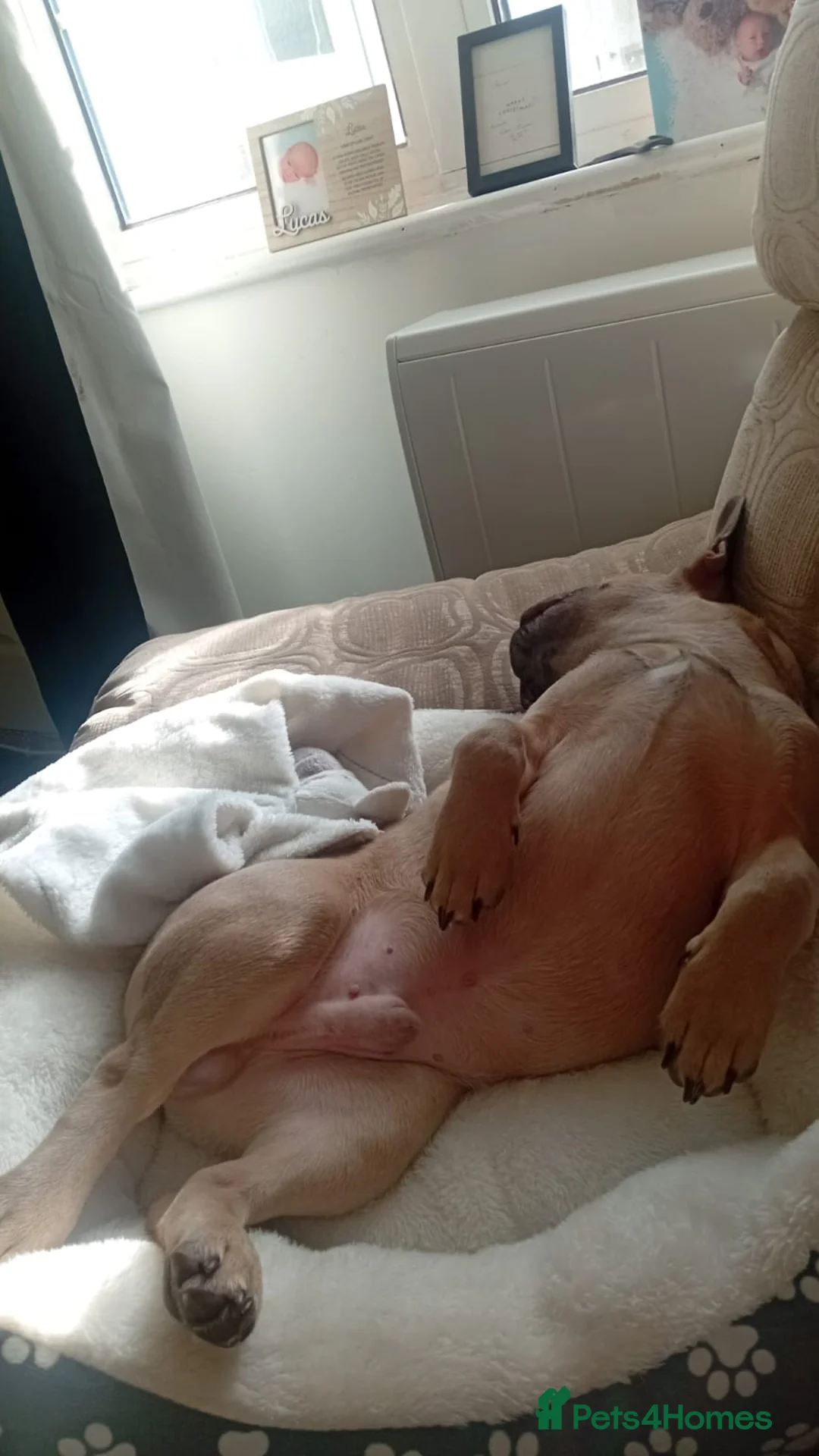 French Bulldog dogs for sale: French  bulldog - Advert 1