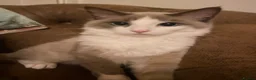 Ragdoll cats for sale: Ragdoll kitten  - Advert 9