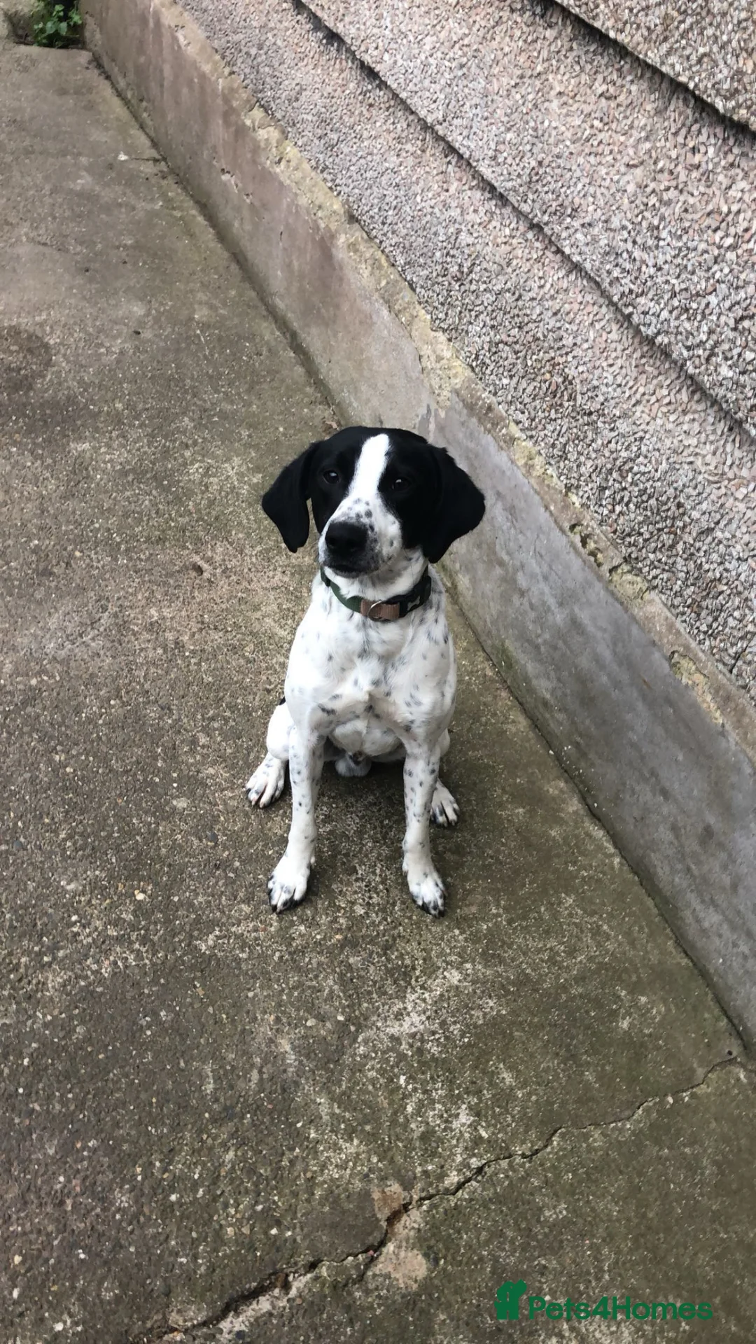 Springador dogs for sale: aksel springador - Advert 1