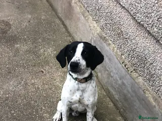 Springador dogs aksel springador - Advert 1