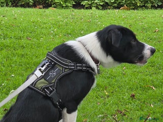 Border Collie dogs - Advert 1