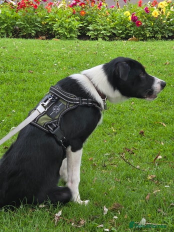 Border Collie dogs - Advert 1