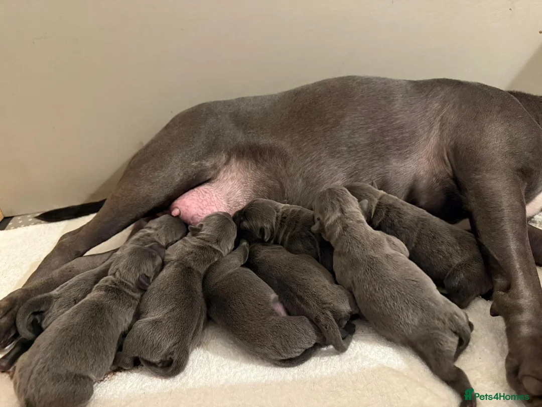 Staffordshire Bull Terrier dogs for sale: SUPERIOR BLUE STAFFORDSHIRE BULL TERRIER PUPS  - Advert 25